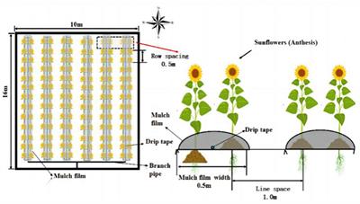 Effects of nitrogen application on ammonium assimilation and microenvironment in the rhizosphere of drip-irrigated sunflower under plastic mulch